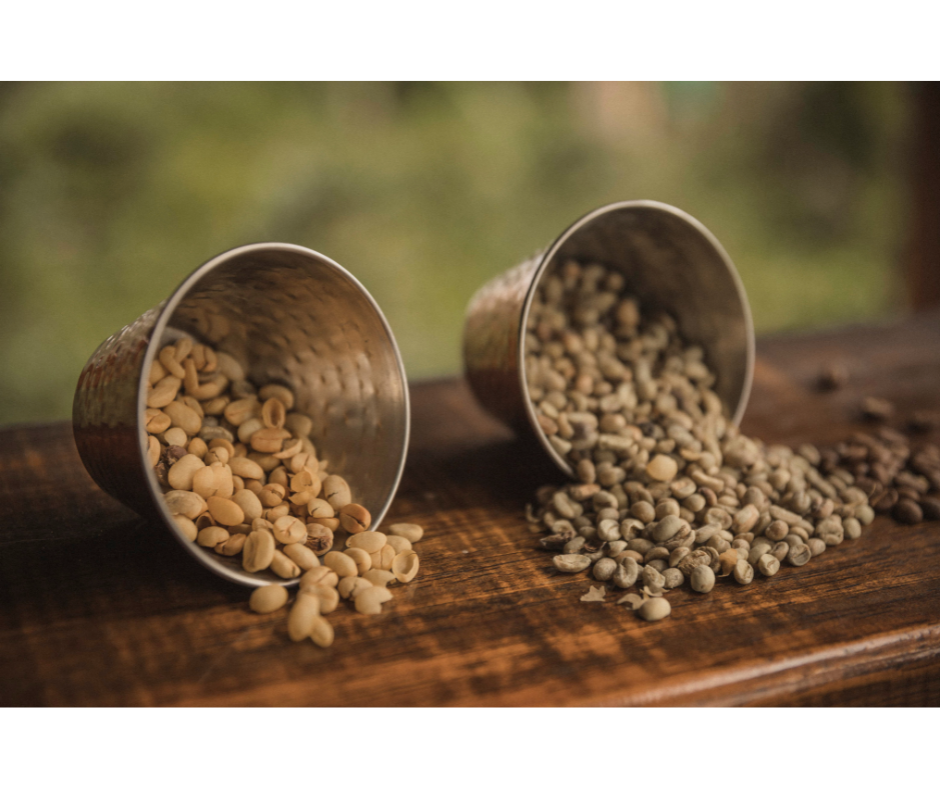 Unravelling the Secrets of Coffee Beans: Arabica vs. Robusta